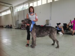 Arion in Nitra July 2021 CAC, CACIB, BOS